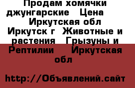 Продам хомячки джунгарские › Цена ­ 100 - Иркутская обл., Иркутск г. Животные и растения » Грызуны и Рептилии   . Иркутская обл.